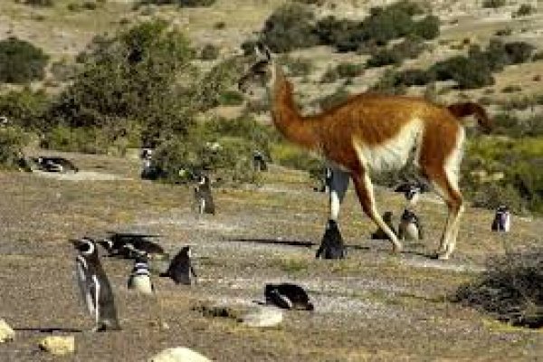 La Patagonia como destino para avistaje de Fauna