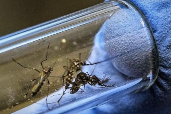 DENGUE! Diputados correntinos piden vacunas gratuitas para el personal municipal y sus familias en toda la provincia