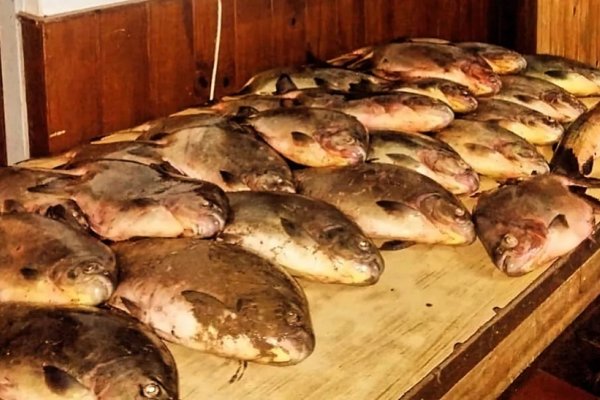 MENTIROSO! Correntino robó 26 pacúes de una laguna privada y dijo que tuvo “mucha suerte” pescando