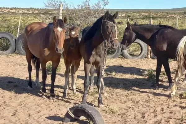 Advierten que en Corrientes faenan caballos para hacer chorizos