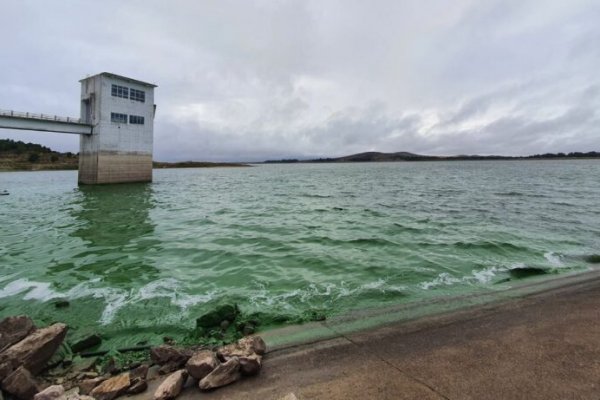 La presencia de algas vuelve a complicar el suministro de agua en Bahía Blanca