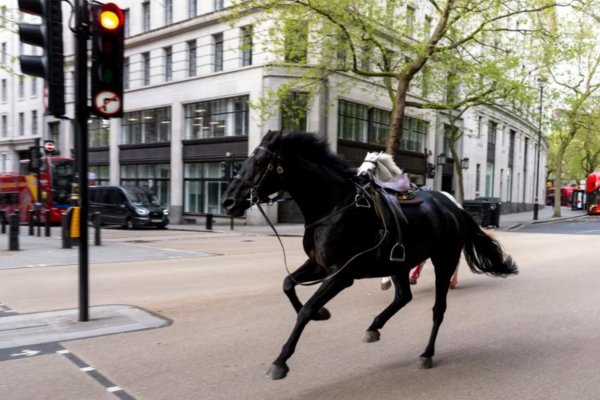 Video muestra a dos caballos desbocados en las calles de Londres