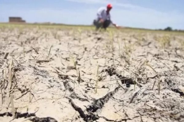 Declaran en Emergencia Agropecuaria a Coronel Dorrego y Coronel Pringles