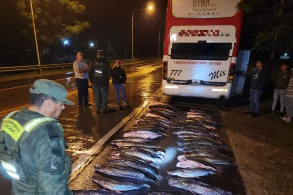 Corrientes: Gendarmería secuestró 58 surubíes que eran transportados en un colectivo