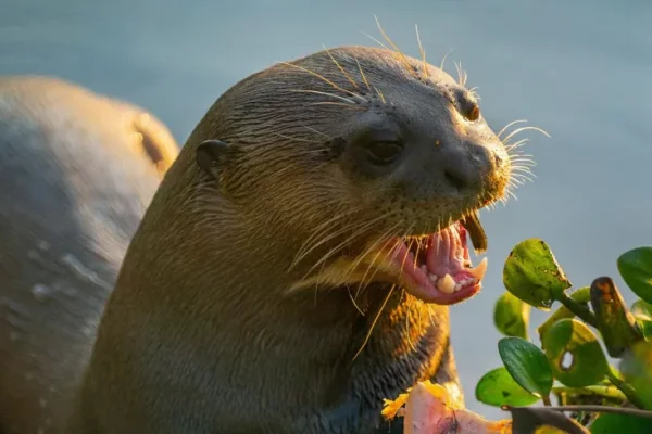 Cuatro cachorros de nutria gigante son los nuevos protagonistas del Iberá