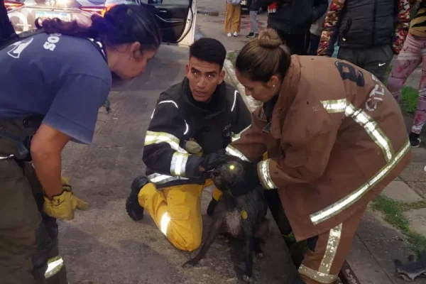 Rescataron a una perrita que quedó atrapada en una boca de tormenta