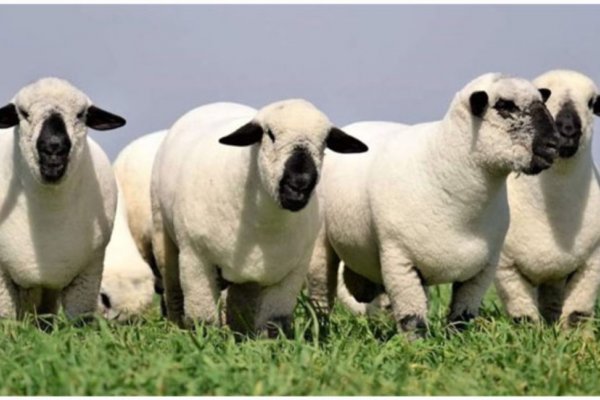 La raza ovina Hampshire Down debutará en las nacionales de Corrientes