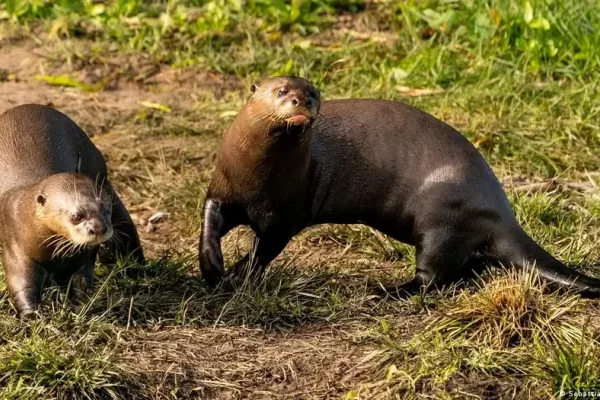 Desde Alemania a Corrientes: una nueva pareja de nutrias está libre en el Iberá