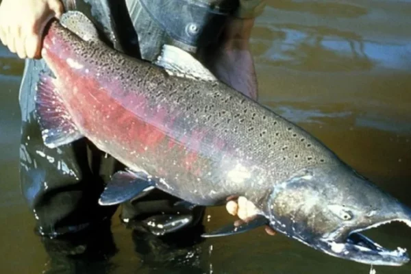 Aparecieron salmones en el río Paraná