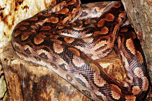 ESPECIE CORRENTINA: Encuentran bellísima boa arcoíris argentina