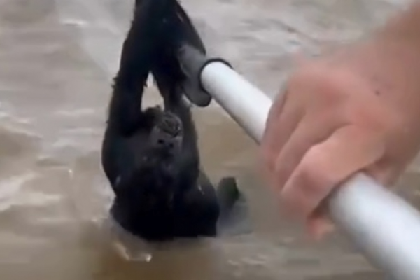 Salvó a un mono caraya que se ahogaba en el río Paraná