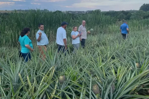 Colonia Liebig busca diversificar su producción con la plantación de ananá