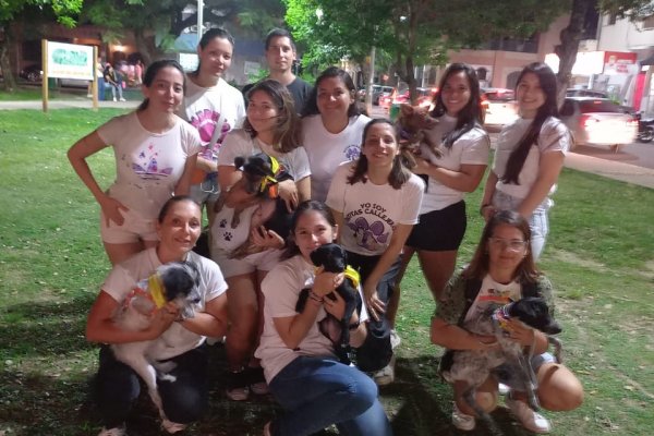Corrientes: rescatistas de perros y gatos piden colaboración para dar lugares de tránsito