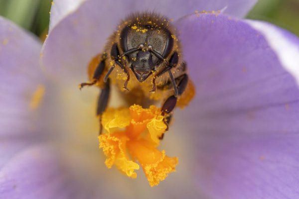 Guerlain se propone, un año más, salvar a las abejas