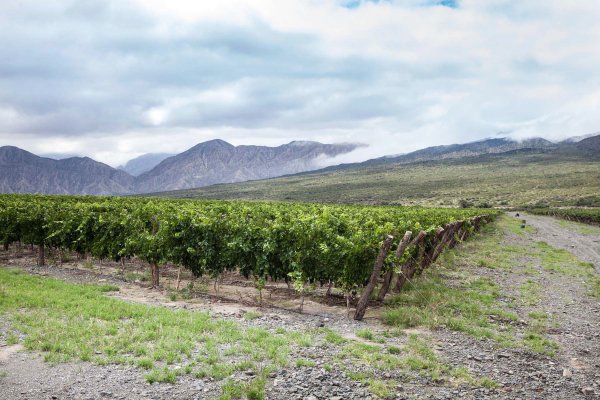 Finca La Ciénaga en el Valle del Zonda, San Juan, obtiene la distinción de nueva Indicación Geográfica del vino