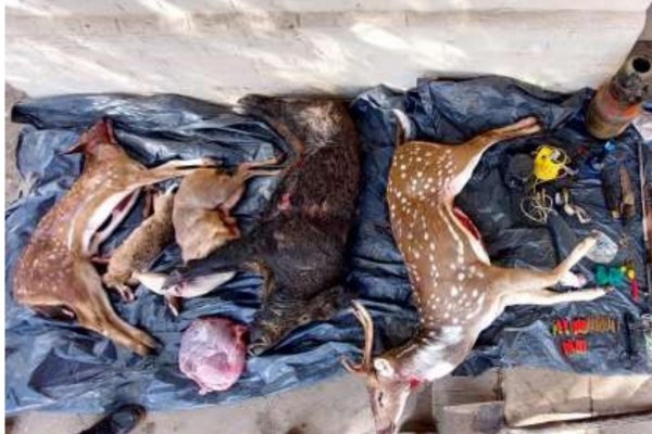 IMÁGENES! Animales silvestres muertos, escopetas y detenidos