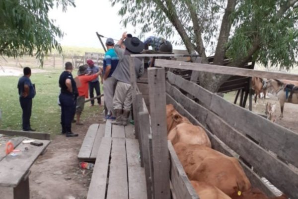 Cuatrerismo en Corrientes: ganaderos piden más compromiso a intendentes