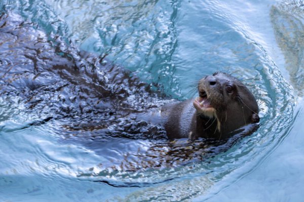 Una nutria gigante arribó a los Esteros del Iberá