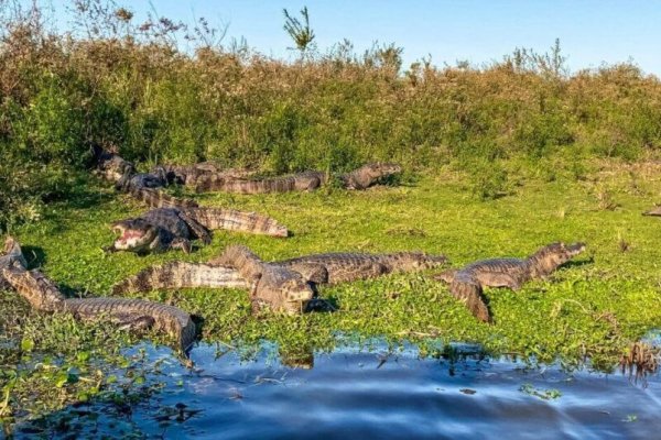 Publicidad oficial en Corrientes: cuánto es el millonario pago para promocionar el Iberá