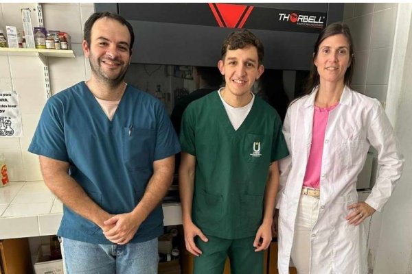 Pasturas peligrosas: buscan descifrar la toxicidad de la Ipomoea carnea
