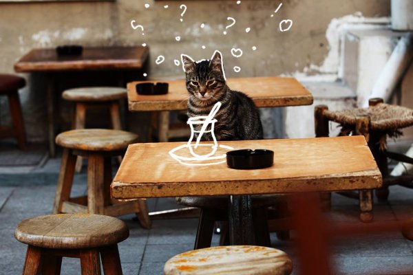 La maravillosa ciudad de los gatos