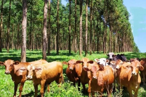 Las principales economías regionales de Corrientes están en crisis