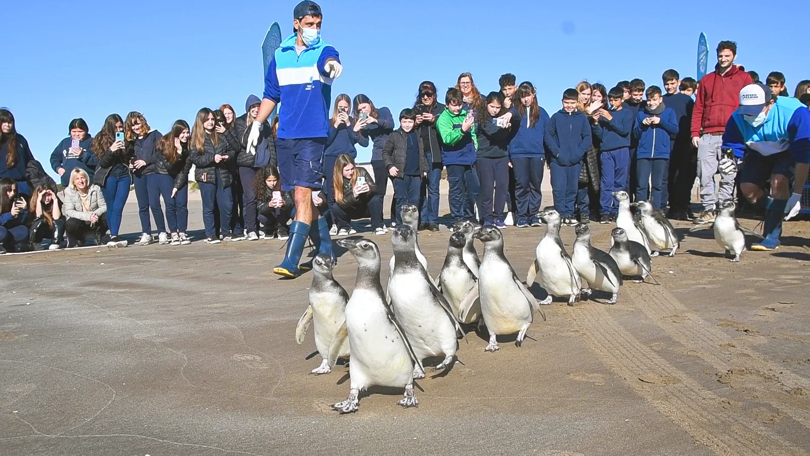 14 pingüinos magallánicos regresaron al mar, tras ser rescatados con cuadros de desnutrición