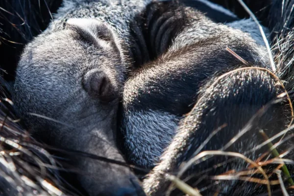 Nació un oso hormiguero gigante en el Iberá