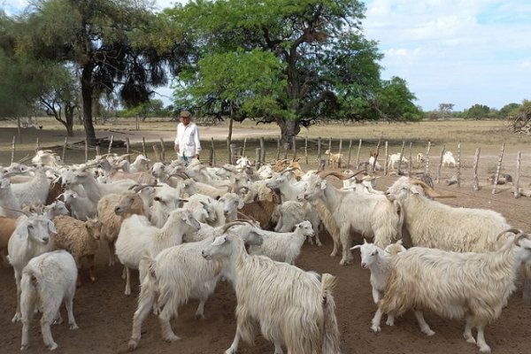 Un estudio permitirá proteger el recurso genético caprino autóctono del Chaco