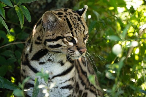 Llegaron de Brasil tres nuevos ejemplares de ocelote al Iberá