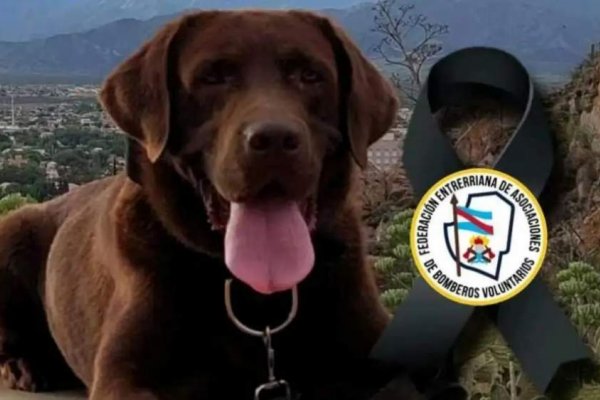 Murió Nerón, el perro que ayudó en la búsqueda de Loan
