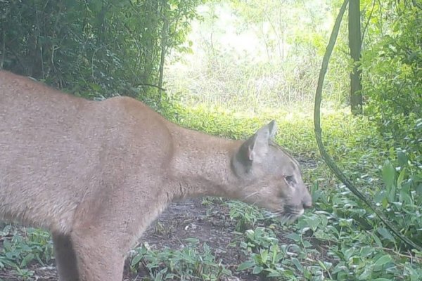 Actualizan el área de distribución del puma en la provincia de Corrientes