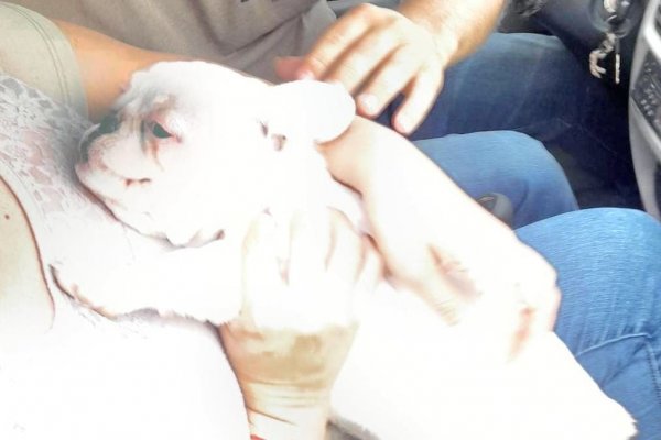 AMOR! Una Bulldog francés regreso con sus dueños gracias a la policía