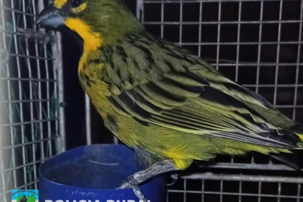 Corrientes: fueron demorados porque llevaban tres aves en peligro de extinción