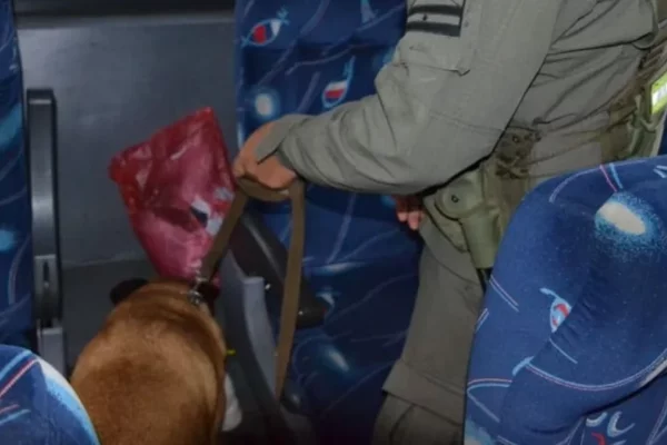 Corrientes: incautan marihuana oculta en un colectivo de larga distancia