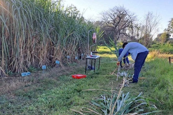 Estudio demuestra viabilidad para producir caña de azúcar en el norte correntino