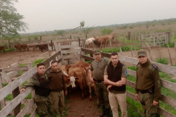 INSOPORTABLE! El abigeato hace estragos en Corrientes