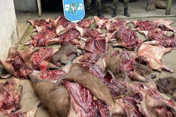 SIN PIEDAD! Detienen a quien mató a casi 30 carpinchos
