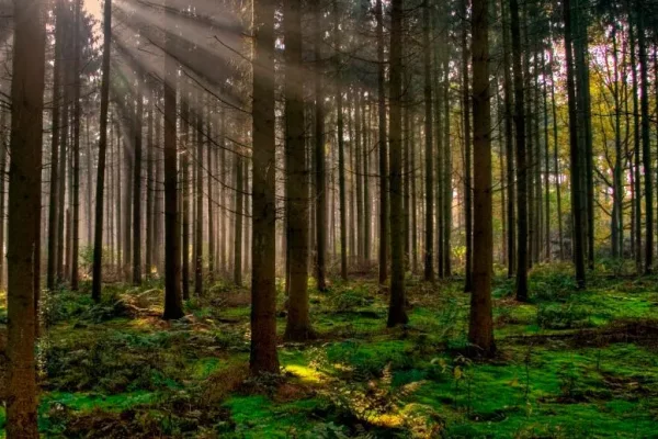 Otro silencio correntino por recortes nacionales, ahora a la protección de bosques