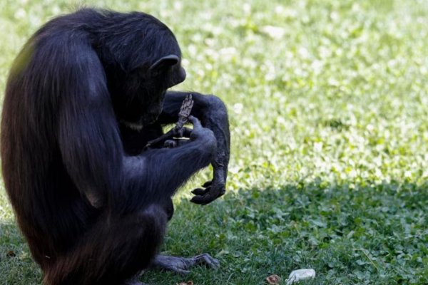 CONMOVEDOR! Chimpancé soltó el cuerpo de su cría fallecida tras siete meses de duelo