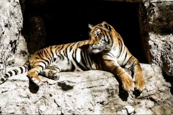 La última tigresa de bengala del ex zoo de Mendoza volverá a su hábitat natural