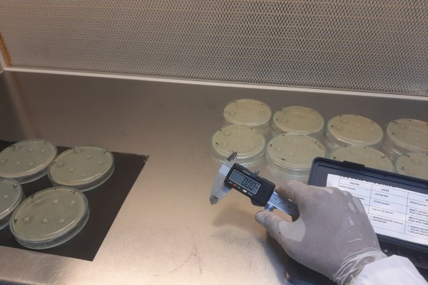 Bacterias lácticas de Corrientes inhiben especies causantes de enfermedad por consumo de alimentos