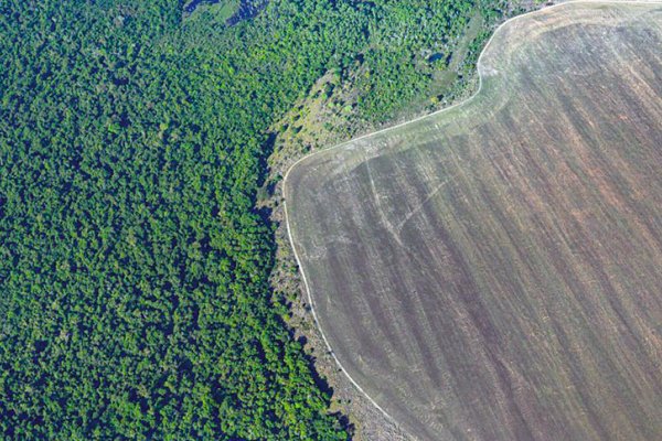 Brasil logró reducir en más de un 30 % la deforestación de la Amazonía este año