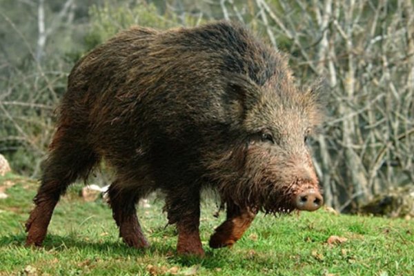 Denuncian que mediante un falso video intentan instalar la idea de una invasión de jabalíes en Entre Ríos