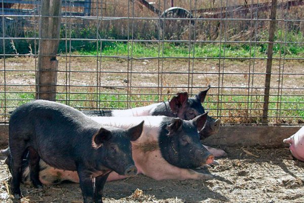 Estados Unidos confirma la presencia de gripe aviar H5N1 en cerdos por primera vez