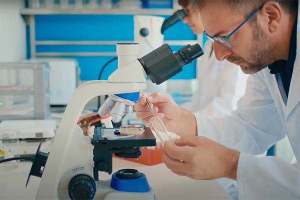 Moscas de la fruta: el modelo innovador para personalizar los tratamientos contra el cáncer