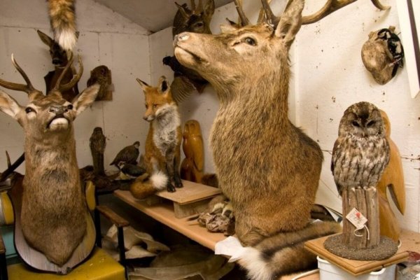 VALIJAS DE MUERTE! Buscan prohibir la importación de Trofeos de Caza