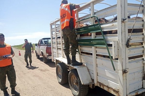 ABIGEATO! Transportaba caballos y lo agarraron en Curuzú Cuatiá