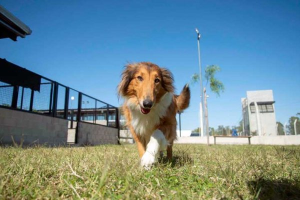 El Imusa efectuará este sábado una importante castración animal