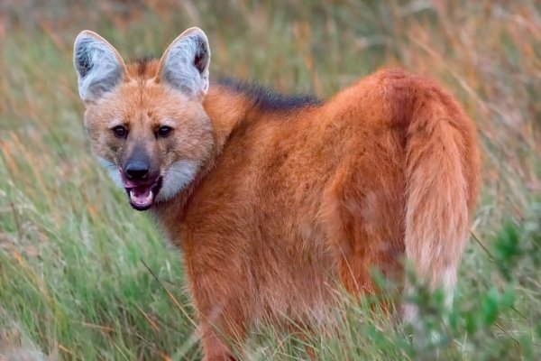 Frutos y conservación: Biólogo se gradúa mapeando la dieta del Aguará Guazú